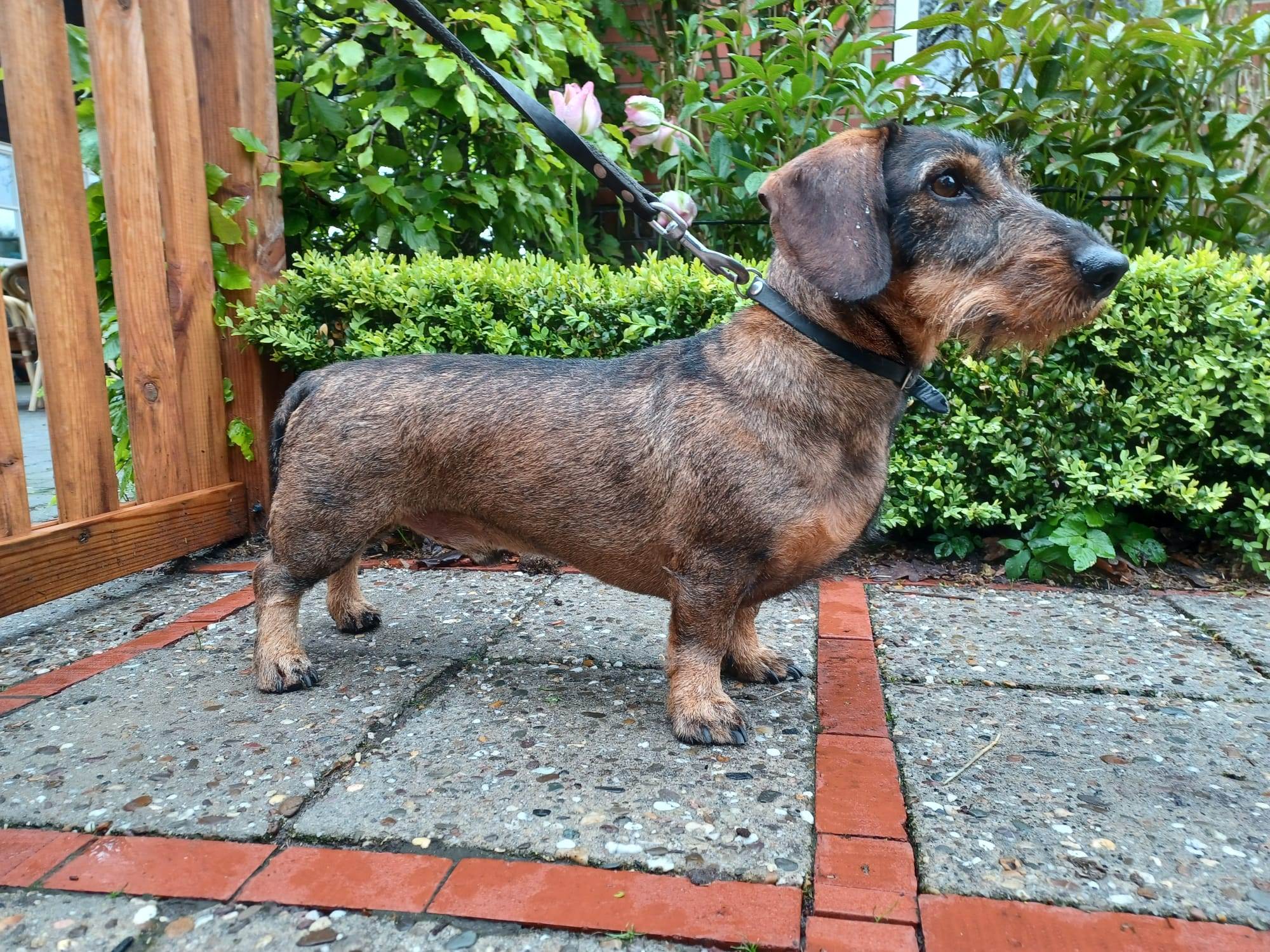 Afbeelding van WhatsApp op 2023-06-04 om 16.29.39 Foto van Teckel in bad